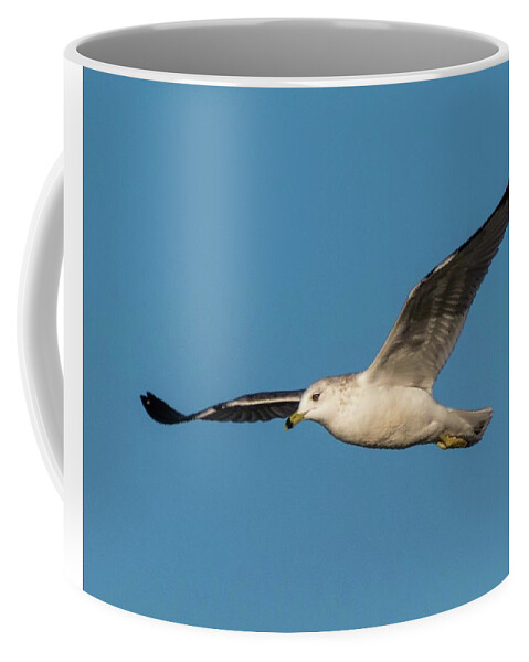 Wildlife Coffee Mug featuring the photograph Soaring Gull by John Benedict