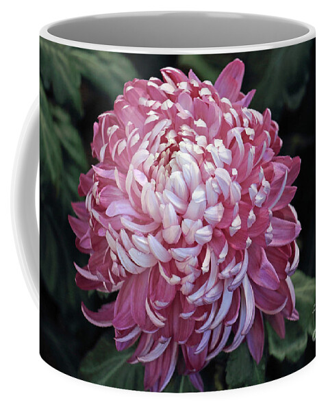 Flower Coffee Mug featuring the photograph Soft Magenta Petals by Mary Haber