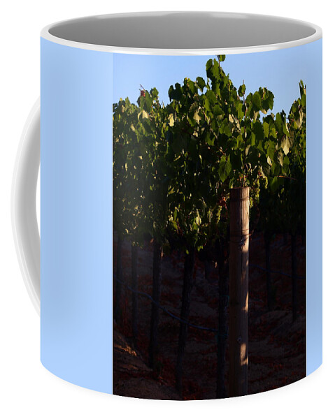 Horticulture Coffee Mug featuring the photograph Sonoma County Gold by Richard Thomas