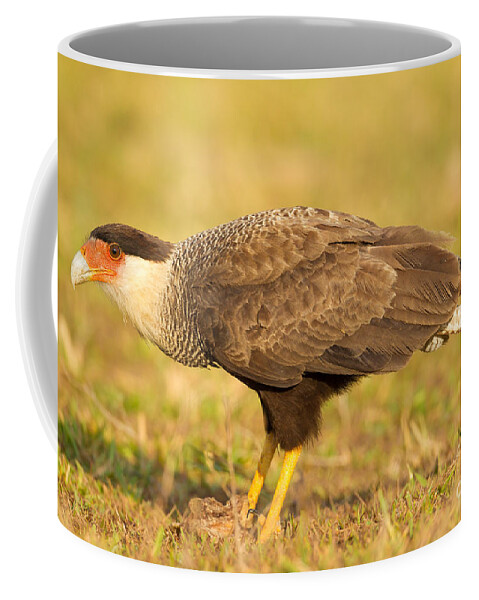 Bird Of Prey Coffee Mug featuring the photograph Southern Caracara by B.G. Thomson