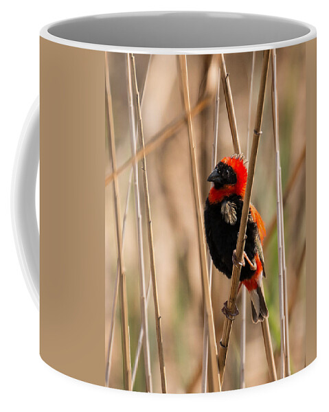 Bird Coffee Mug featuring the photograph Southern Red Bishop by Claudio Maioli