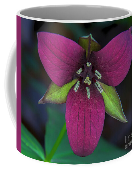 Southern Red Trillium Coffee Mug featuring the photograph Southern Red Trillium by Barbara Bowen