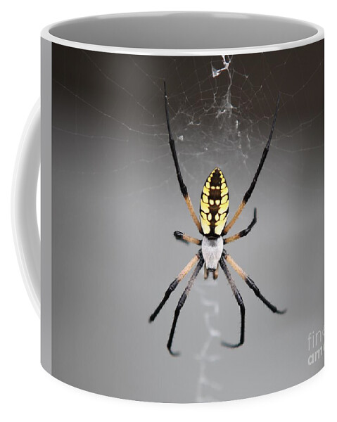 Spider Coffee Mug featuring the photograph Spider by Kathryn Cornett