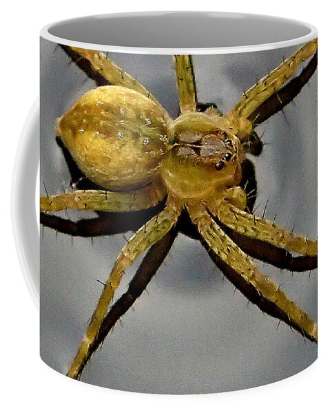 Spider Coffee Mug featuring the photograph Spider by Farol Tomson