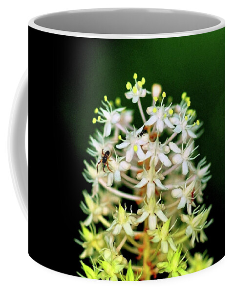 Macro Photography Coffee Mug featuring the photograph Spider on White Flower by Meta Gatschenberger