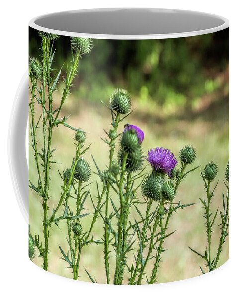 Bull Thistle Coffee Mug featuring the photograph Spiny Bull Thistle Wildflowers by Kathy Clark
