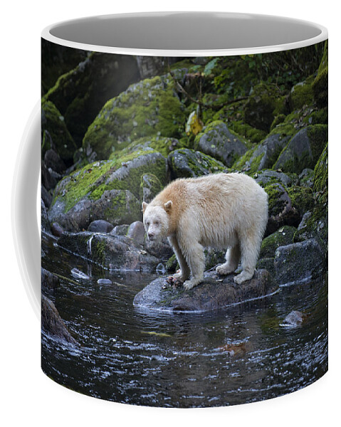 Bear Coffee Mug featuring the photograph Spirit Bear Watching the Fish by Bill Cubitt