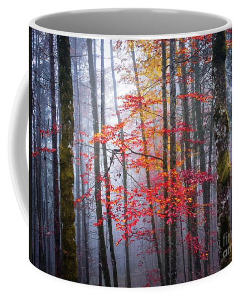 Forest Coffee Mug featuring the photograph Splash of colour by Elena Elisseeva