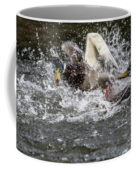 Horses Graze Coffee Mug featuring the photograph Splashing Mallards by Cliff Norton