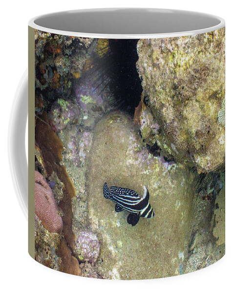 Ocean Coffee Mug featuring the photograph Spots and Stripes by Lynne Browne