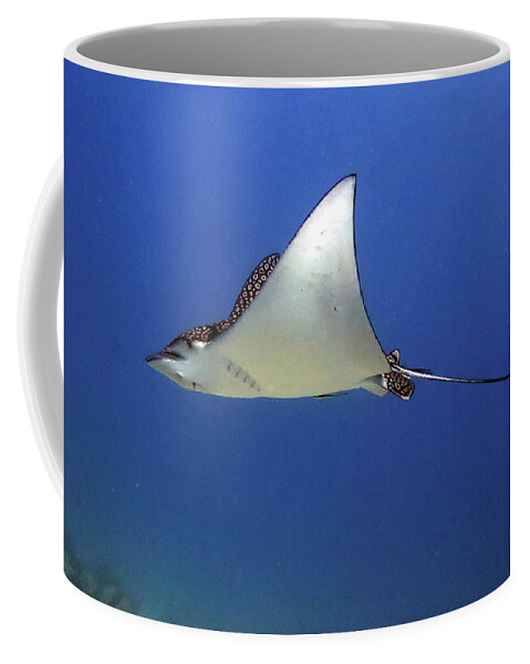 Underwater Coffee Mug featuring the photograph Spotted Eagle Ray by Daryl Duda