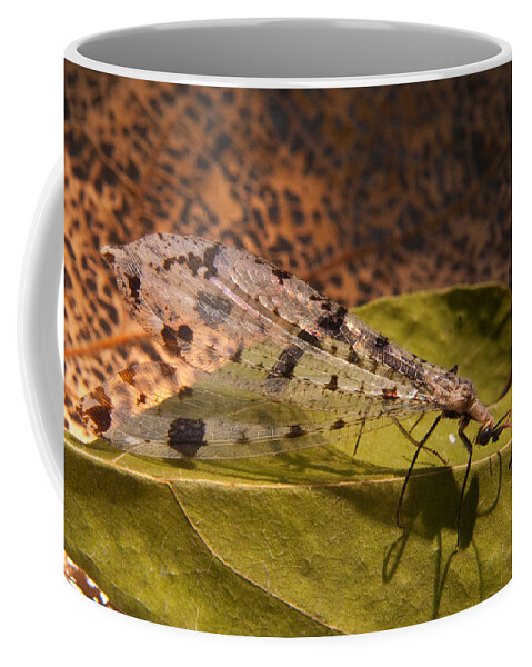 Mayfly Coffee Mug featuring the photograph Spotted Mayfly by Douglas Barnett
