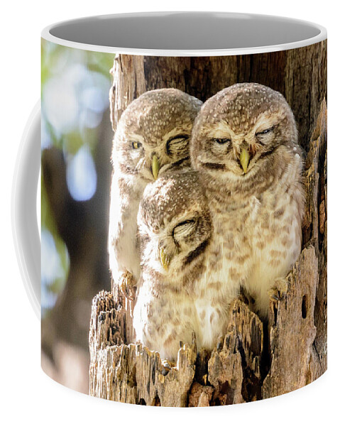 India Coffee Mug featuring the photograph Spotted Owlets by Werner Padarin