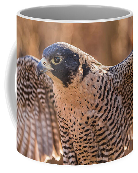 Falcon Coffee Mug featuring the photograph Spread by Kristopher Schoenleber