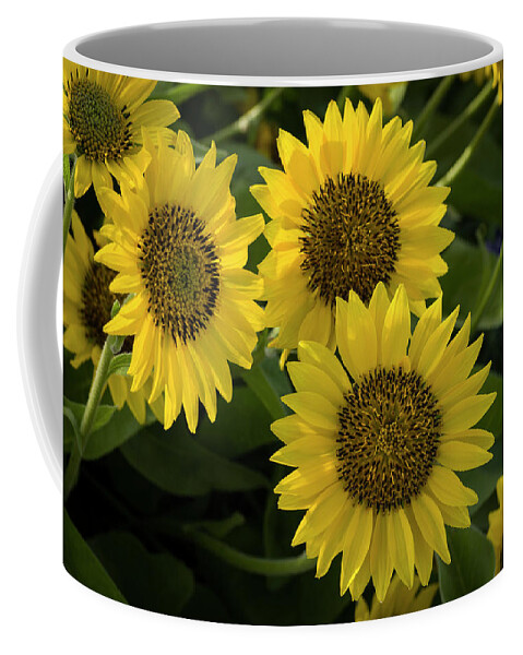 Nature Coffee Mug featuring the photograph Spring Balsamroot by Steven Clark