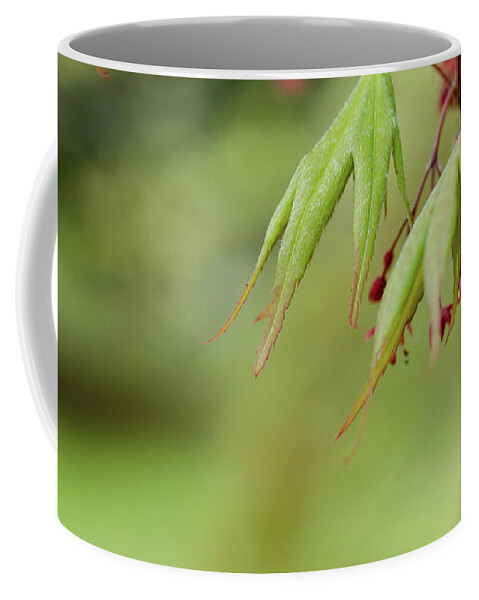 Spring Coffee Mug featuring the photograph Spring Blossoms by Holly Ross