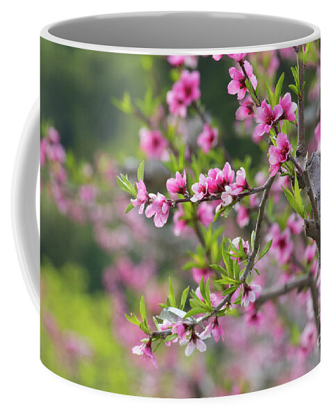 Apple Blossoms Coffee Mug featuring the photograph Spring Blossoms by Mimi Ditchie
