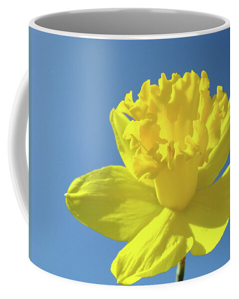 Sky Coffee Mug featuring the photograph Spring Daffodil Flowers Art Prints Blue Sky Baslee Troutman by Patti Baslee