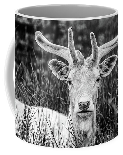 Spring Coffee Mug featuring the photograph Spring Deer by Nick Bywater