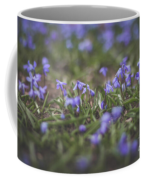 Scilla Coffee Mug featuring the photograph Spring Flowers - Scilla by Viviana Nadowski