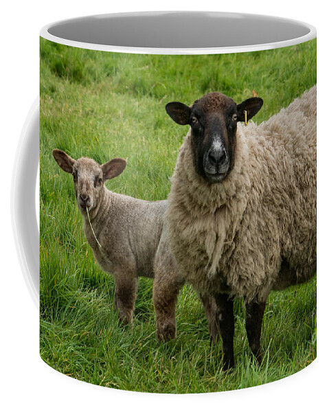 Sheep - Lamb - Grass Coffee Mug featuring the photograph Spring Lamb by Chris Horsnell