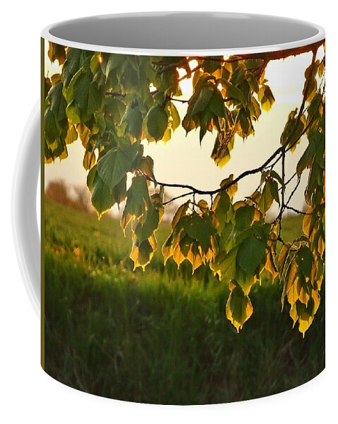 Light Coffee Mug featuring the photograph Spring light by Susan Baker