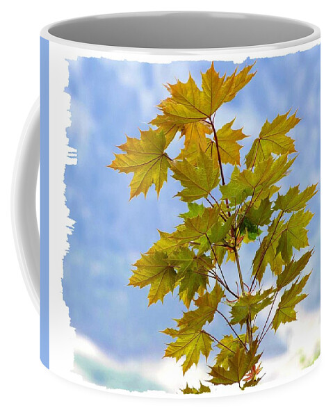 Spring Coffee Mug featuring the photograph Spring Maple Leaves by Will Borden