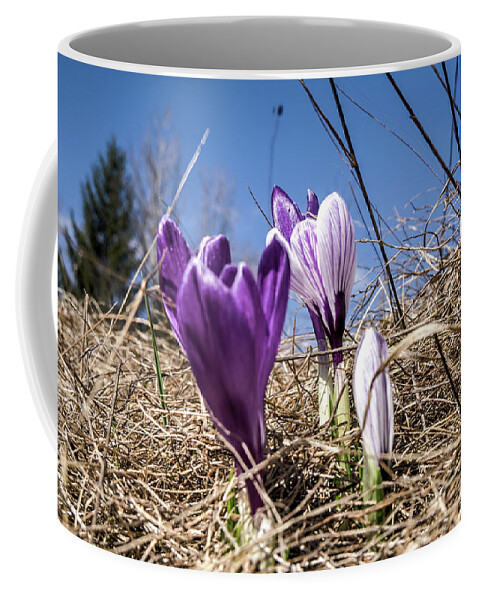 Spring Coffee Mug featuring the photograph Spring on bule by Nick Mares
