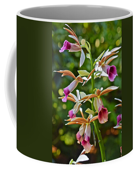 Orchid Coffee Mug featuring the photograph Spring Show 15 Nun's Orchid 1 by Janis Senungetuk