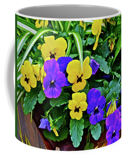 Pansies Coffee Mug featuring the photograph Spring Show 16 Pansies by Janis Senungetuk