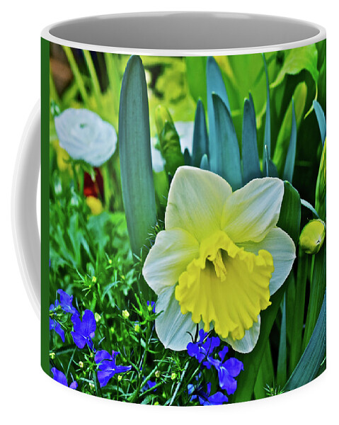 Daffodil Coffee Mug featuring the photograph Spring Show 17 Daffodil Close-up by Janis Senungetuk