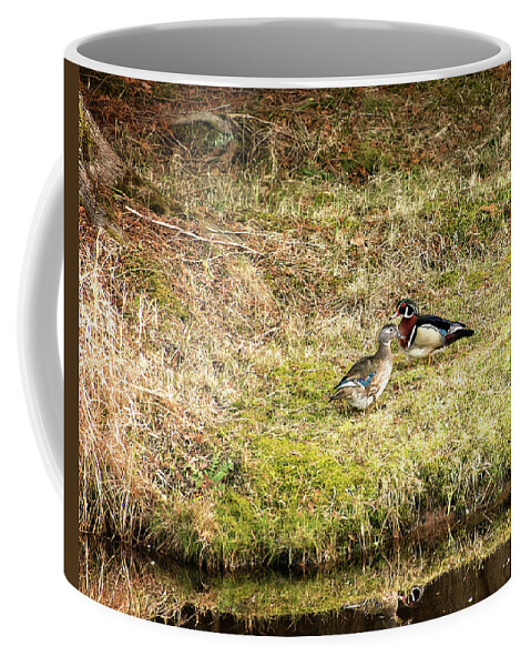 Wood Duck Coffee Mug featuring the photograph Spring Wood Ducks by Gwen Gibson