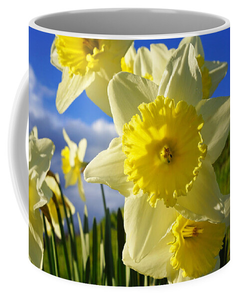 Blue Coffee Mug featuring the photograph Springtime Bright Sunny Daffodils Art Prints by Patti Baslee