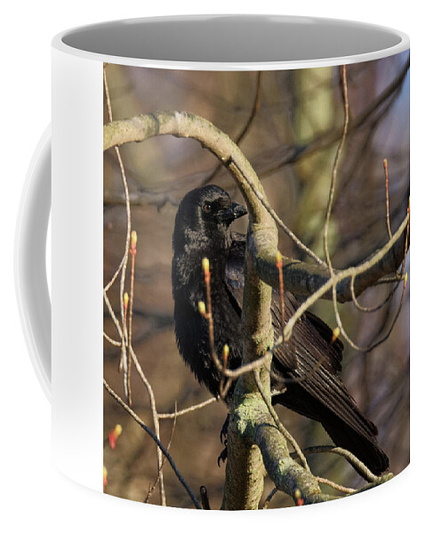 Square Coffee Mug featuring the photograph Springtime Crow Square by Bill Wakeley