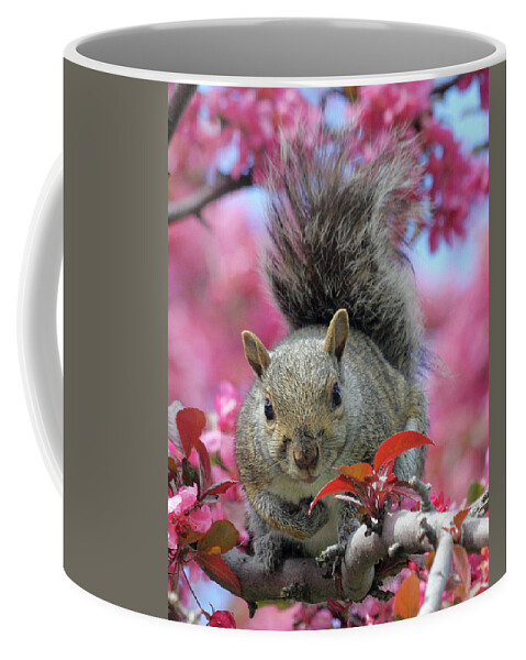 Squirrel Coffee Mug featuring the photograph Squirrel in apple blossoms by Doris Potter
