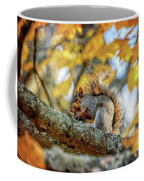 Squirrel Coffee Mug featuring the photograph Squirrel in Autumn by Kerri Farley of New River Nature