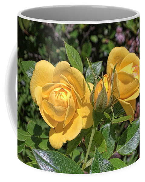  Coffee Mug featuring the photograph St. Andrews Yellow Rose Family by Daniel Hebard
