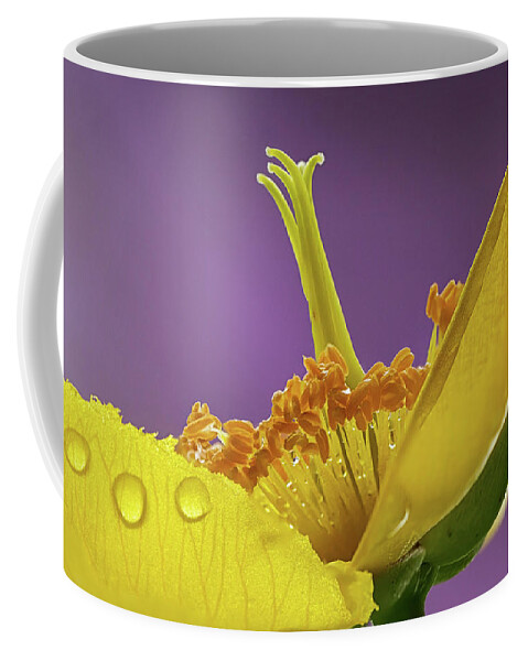 Wort Coffee Mug featuring the photograph St Johns Wort Flower by Shirley Mitchell