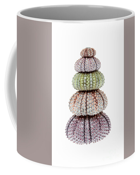 Sea Urchin Coffee Mug featuring the photograph Stack of sea urchins by Elena Elisseeva