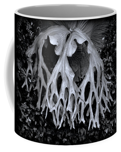 Fern Coffee Mug featuring the photograph Staghorn Fern by Wayne Sherriff