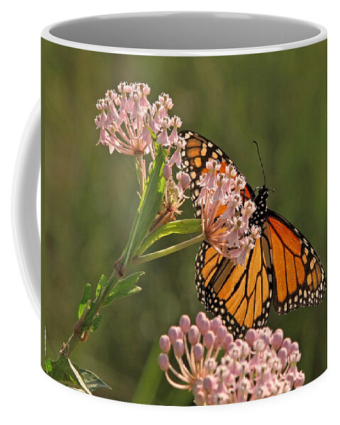Nature Coffee Mug featuring the photograph Stained Glass by Nature by Peggy Urban