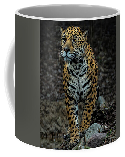 Jaguar Coffee Mug featuring the photograph Stalking by Phil Abrams