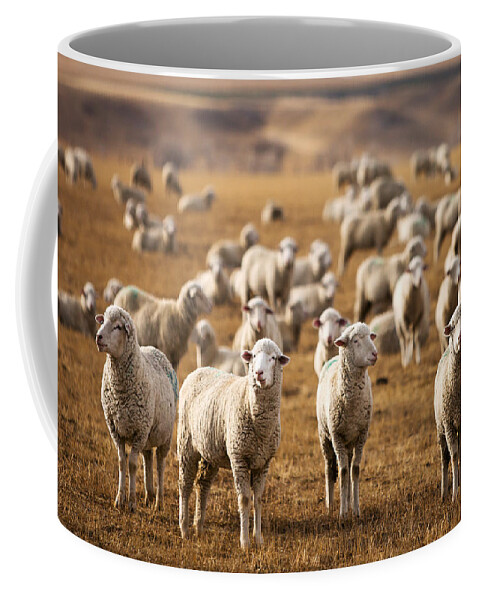 Sheep Coffee Mug featuring the photograph Standing Out in the Herd by Todd Klassy
