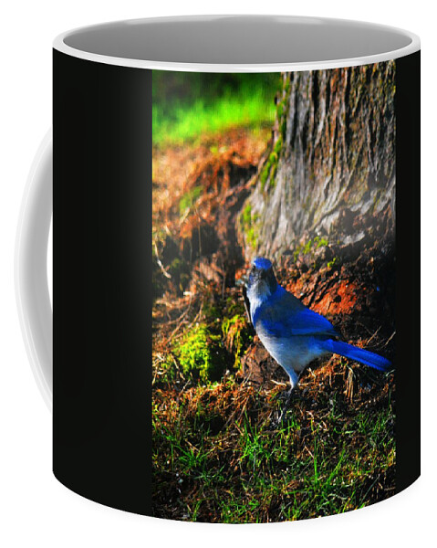 Scrub Jay Coffee Mug featuring the photograph Stare by Chris Dunn
