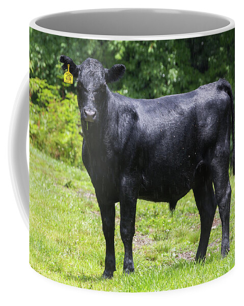 Steer Coffee Mug featuring the photograph Staring Steer by D K Wall