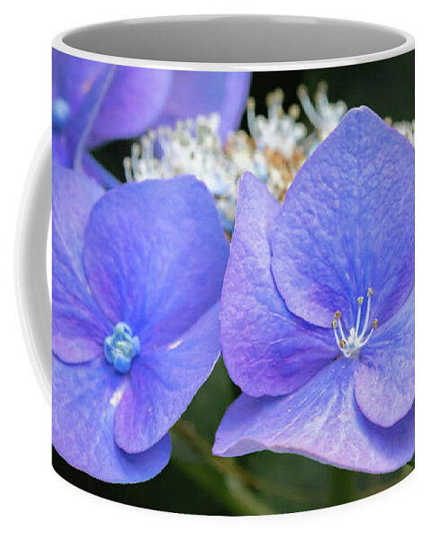 Hydrangea Coffee Mug featuring the photograph Starlight Hydrangea by Bruce Pritchett