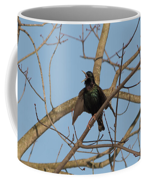 Starling Coffee Mug featuring the photograph Starling Yelling by Holden The Moment