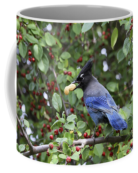 Bird Coffee Mug featuring the photograph Steller's Jay by Teresa Zieba