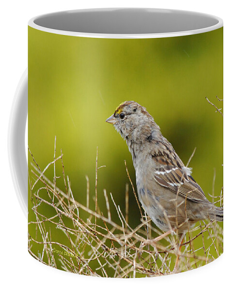 Sparrow Coffee Mug featuring the photograph Sticking Your Neck Out by Donna Blackhall