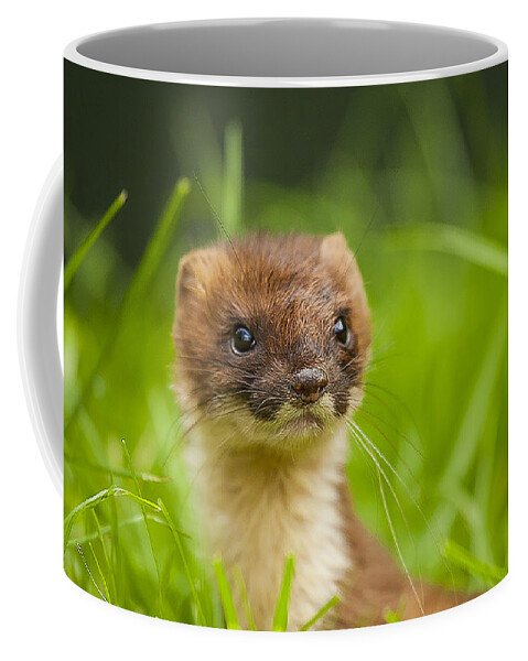 Stoat Coffee Mug featuring the photograph Stoat portrait by Paul Neville